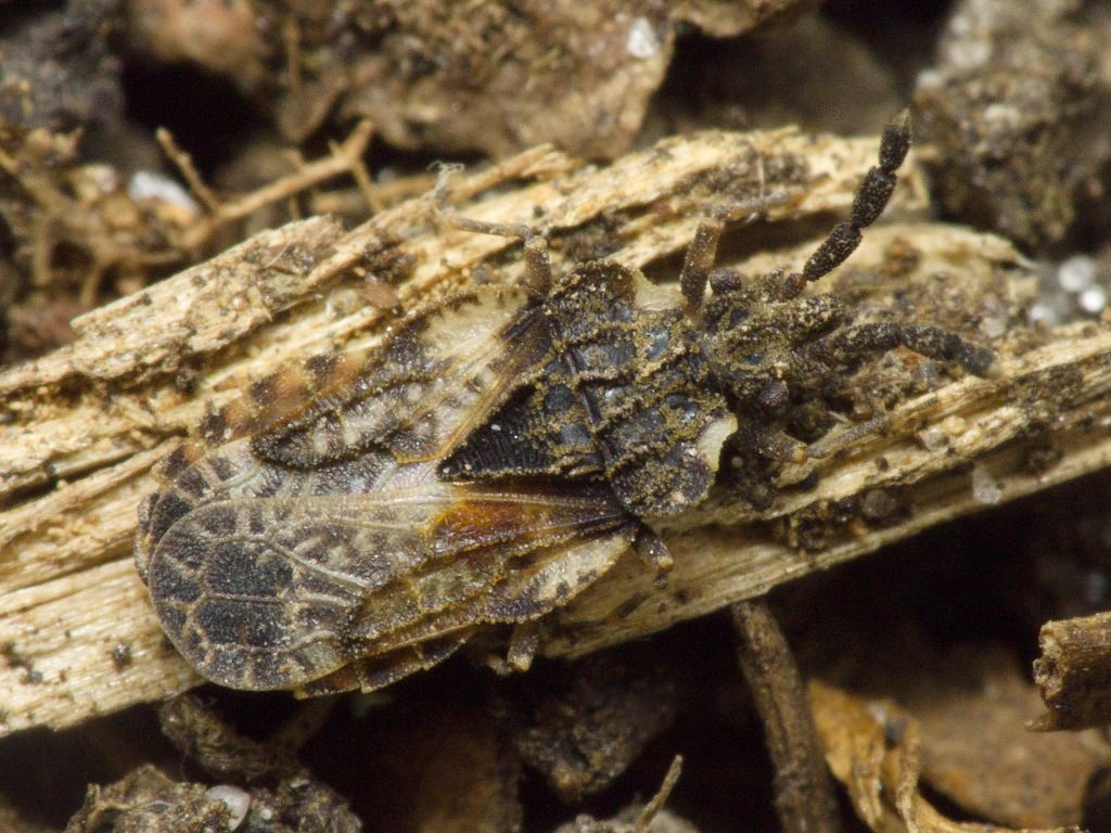 Aradus depressus (Fabricius, 1794)
